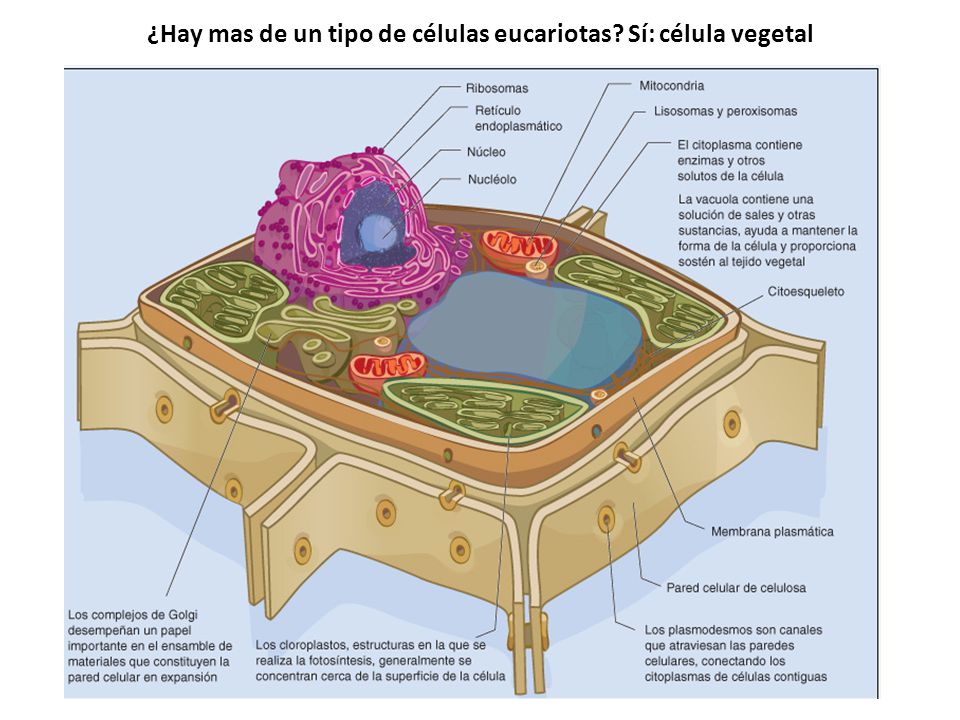 ¿Hay mas de un tipo de células eucariotas Sí: célula vegetal