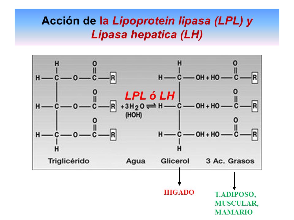 Acción de la Lipoprotein lipasa (LPL) y Lipasa hepatica (LH)