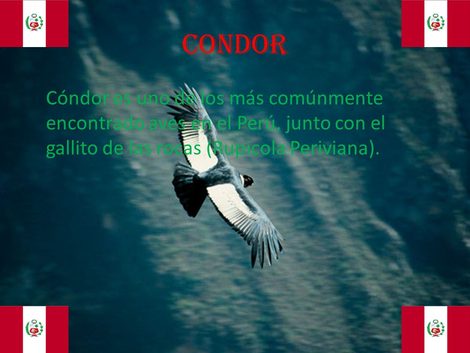 CONDOR Cóndor es uno de los más comúnmente encontrado aves en el Perú, junto con el gallito de las rocas (Rupicola Periviana).