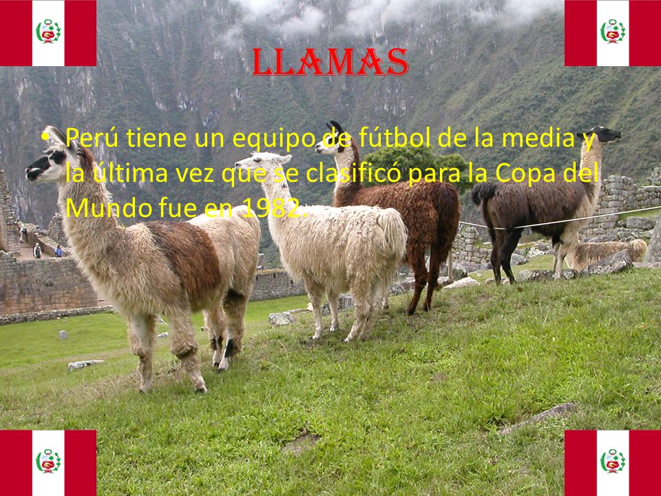 LLAMAS Perú tiene un equipo de fútbol de la media y la última vez que se clasificó para la Copa del Mundo fue en