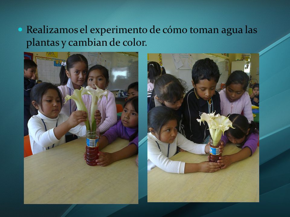 Realizamos el experimento de cómo toman agua las plantas y cambian de color.