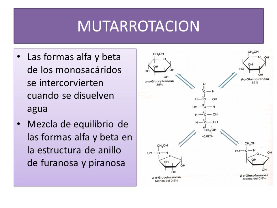 MUTARROTACION Las formas alfa y beta de los monosacáridos se intercorvierten cuando se disuelven agua.