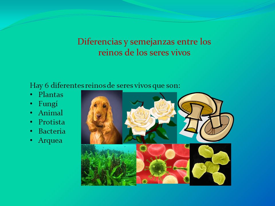 Diferencias y semejanzas entre los reinos de los seres vivos