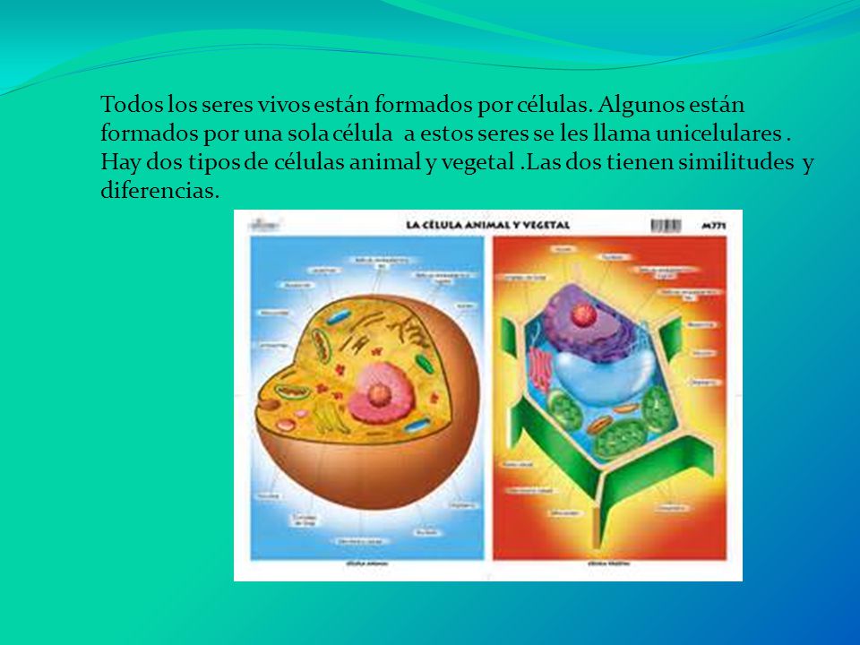 Todos los seres vivos están formados por células