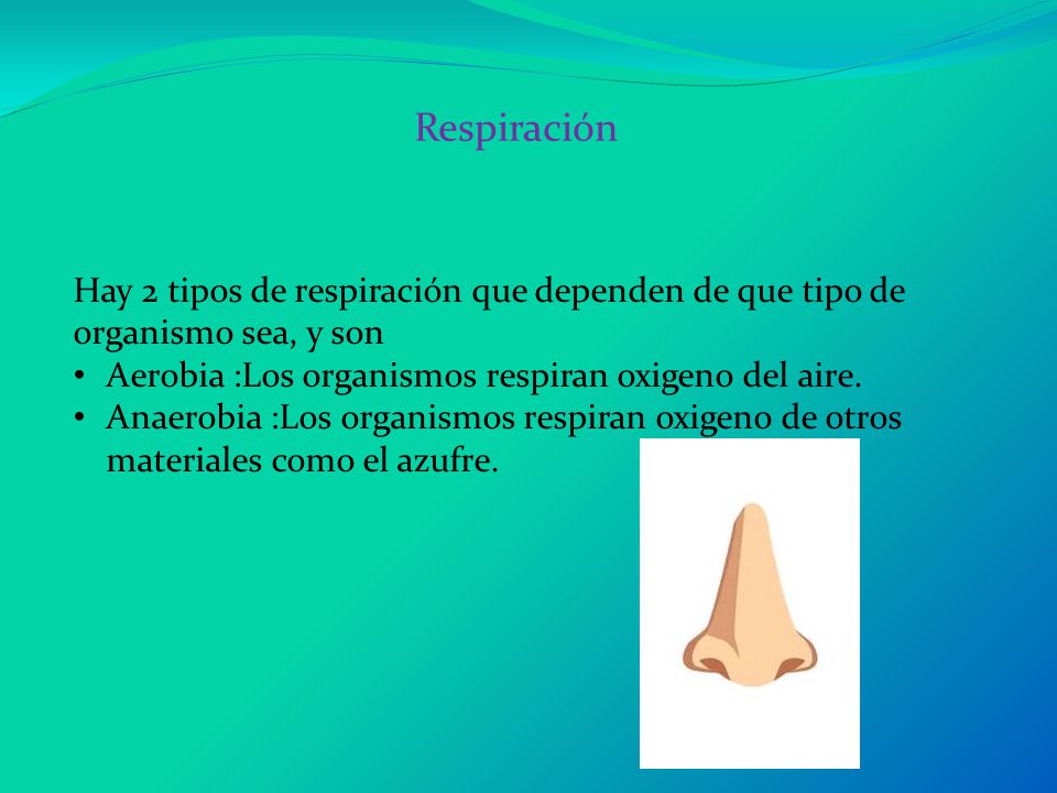 Respiración Hay 2 tipos de respiración que dependen de que tipo de organismo sea, y son. Aerobia :Los organismos respiran oxigeno del aire.