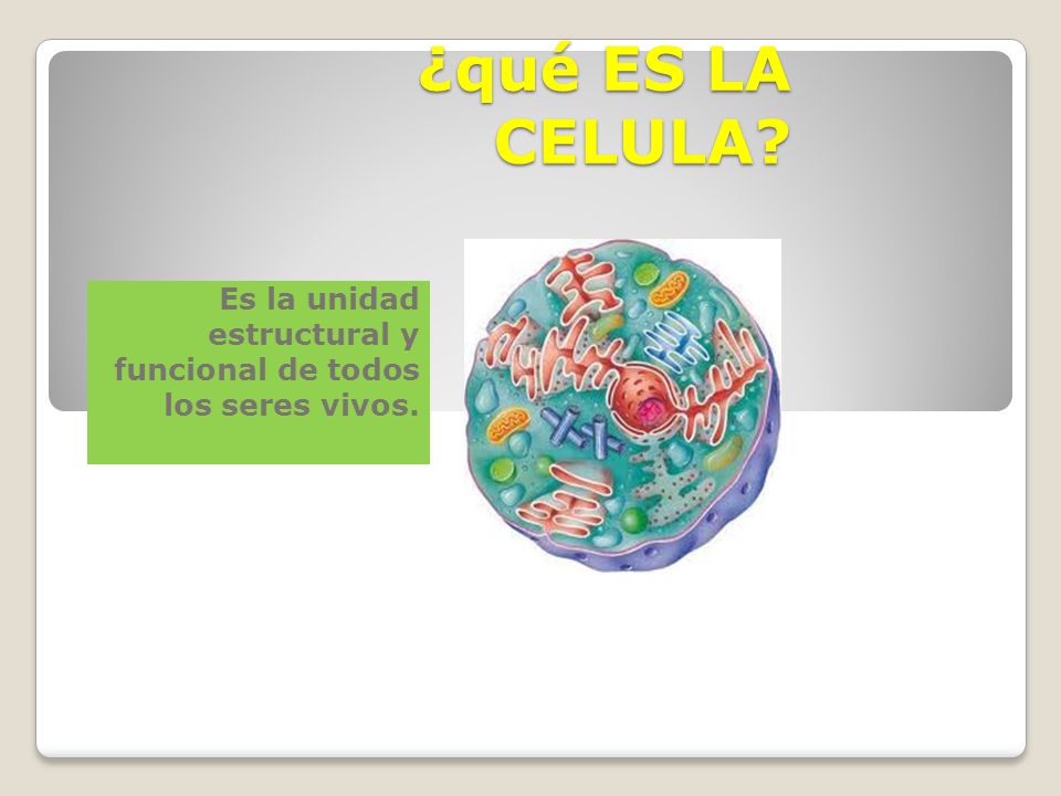 Es la unidad estructural y funcional de todos los seres vivos.