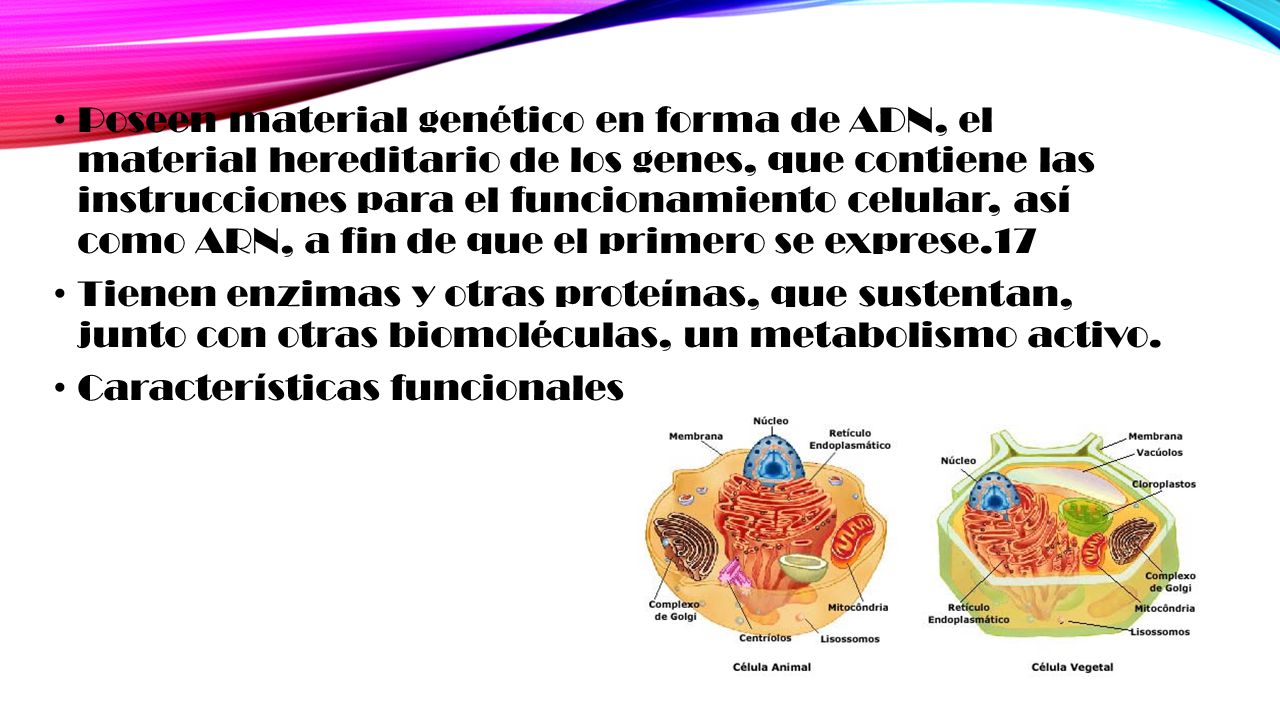 Poseen material genético en forma de ADN, el material hereditario de los genes, que contiene las instrucciones para el funcionamiento celular, así como ARN, a fin de que el primero se exprese.17