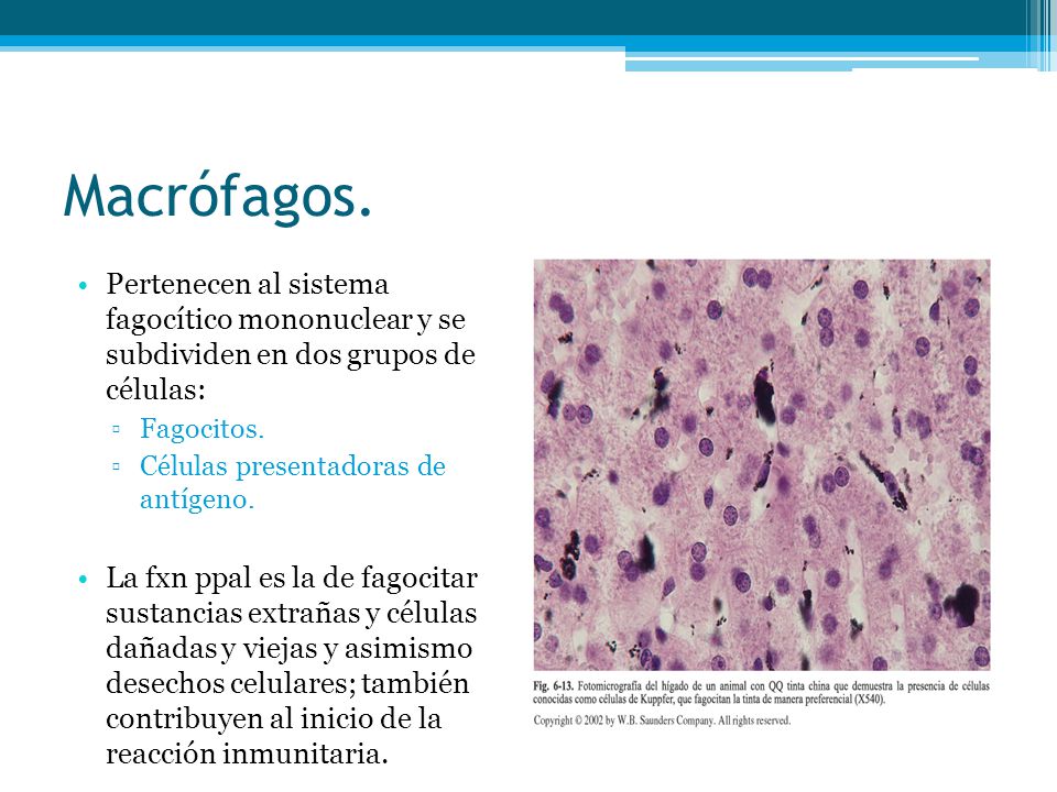 Macrófagos. Pertenecen al sistema fagocítico mononuclear y se subdividen en dos grupos de células:
