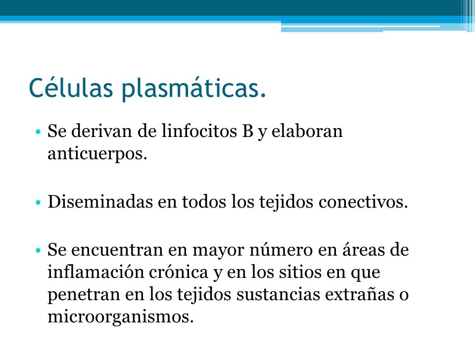 Células plasmáticas. Se derivan de linfocitos B y elaboran anticuerpos. Diseminadas en todos los tejidos conectivos.