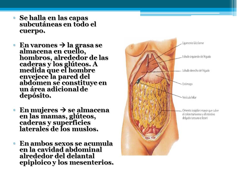 Se halla en las capas subcutáneas en todo el cuerpo.