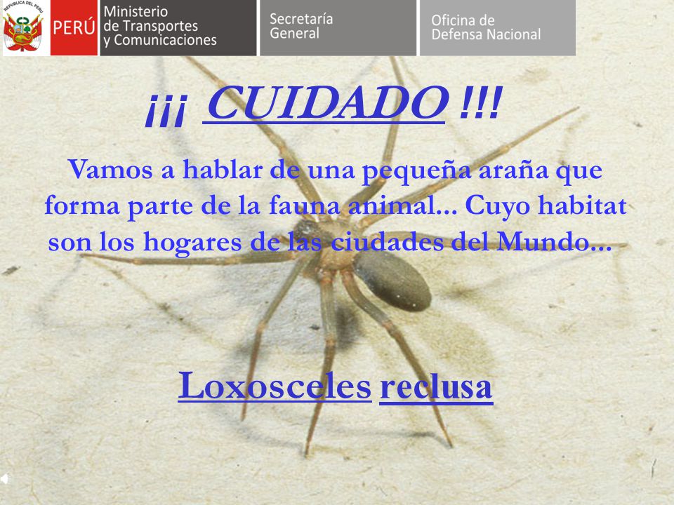 ¡¡¡ CUIDADO !!! Vamos a hablar de una pequeña araña que
