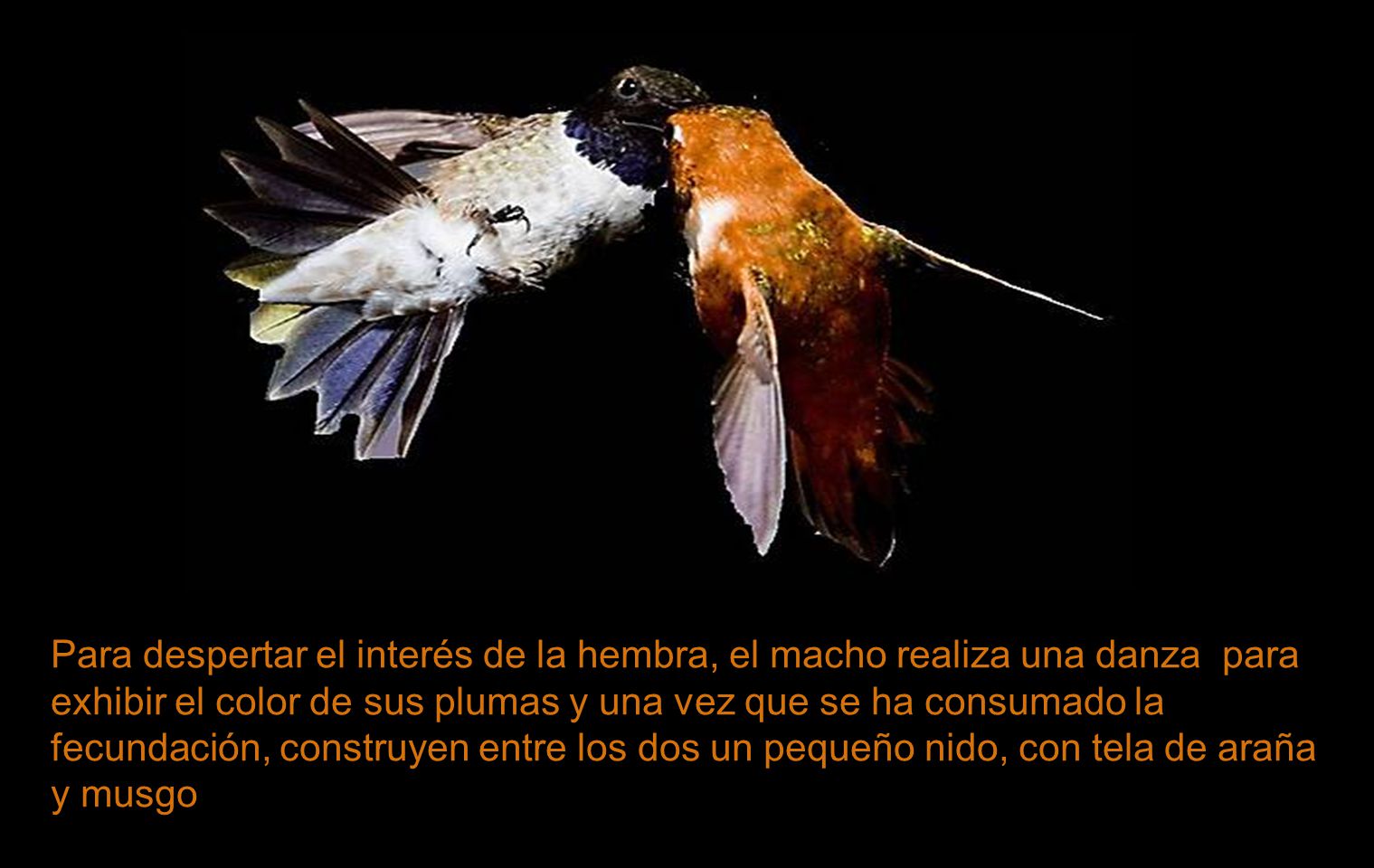 Para despertar el interés de la hembra, el macho realiza una danza para exhibir el color de sus plumas y una vez que se ha consumado la fecundación, construyen entre los dos un pequeño nido, con tela de araña y musgo