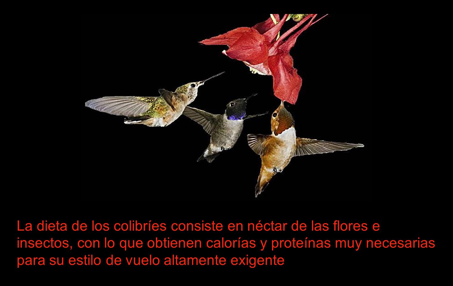 La dieta de los colibríes consiste en néctar de las flores e insectos, con lo que obtienen calorías y proteínas muy necesarias para su estilo de vuelo altamente exigente