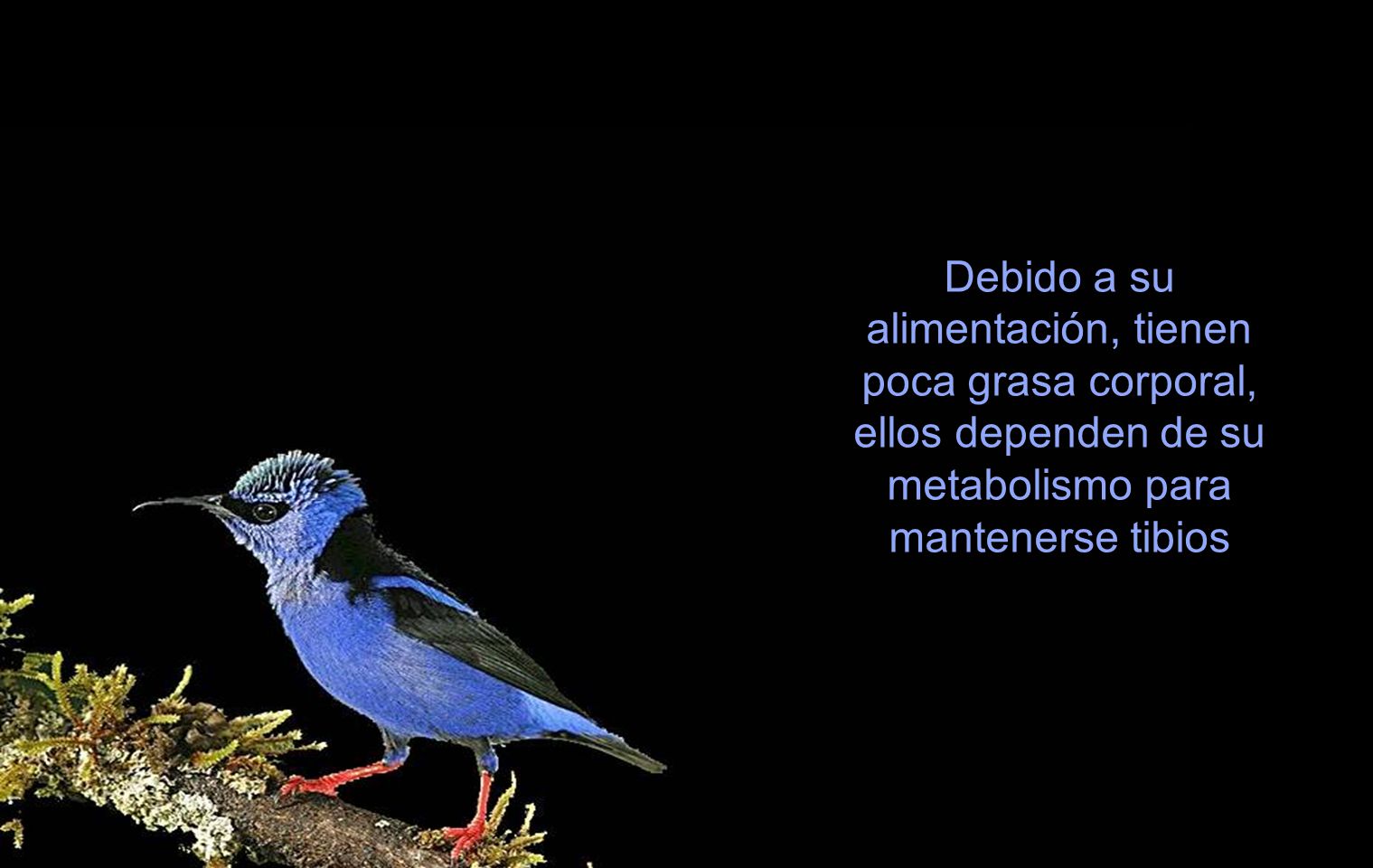 Debido a su alimentación, tienen poca grasa corporal, ellos dependen de su metabolismo para mantenerse tibios