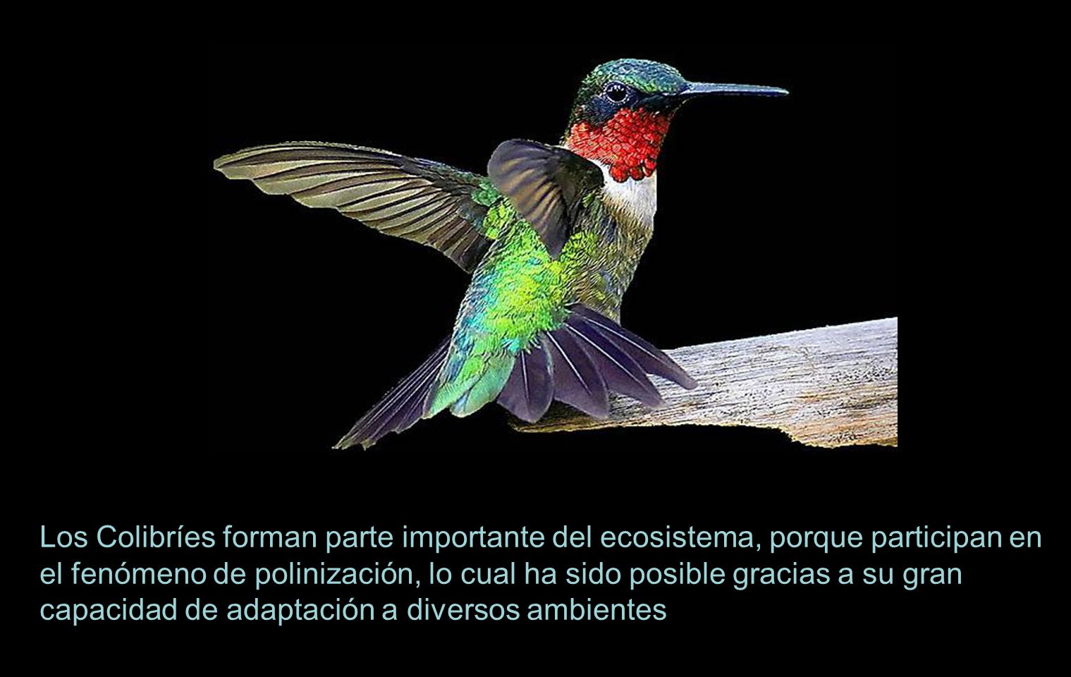 Los Colibríes forman parte importante del ecosistema, porque participan en el fenómeno de polinización, lo cual ha sido posible gracias a su gran capacidad de adaptación a diversos ambientes