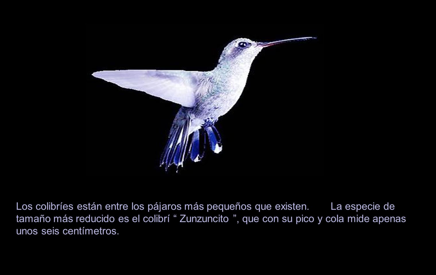 Los colibríes están entre los pájaros más pequeños que existen