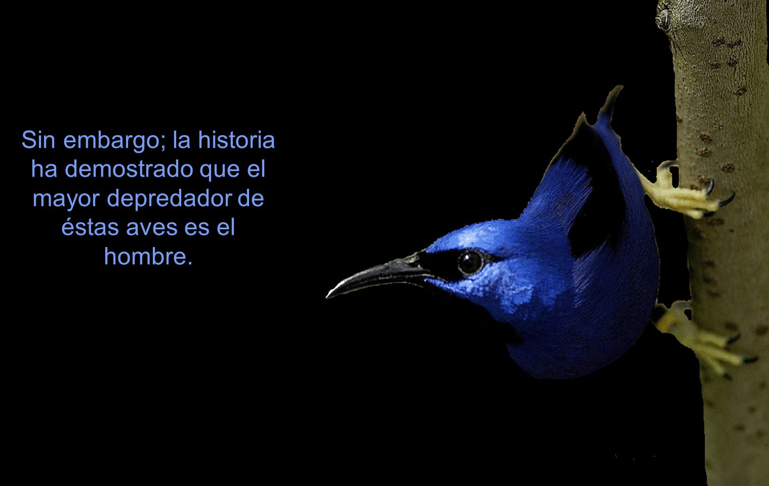 Sin embargo; la historia ha demostrado que el mayor depredador de éstas aves es el hombre.