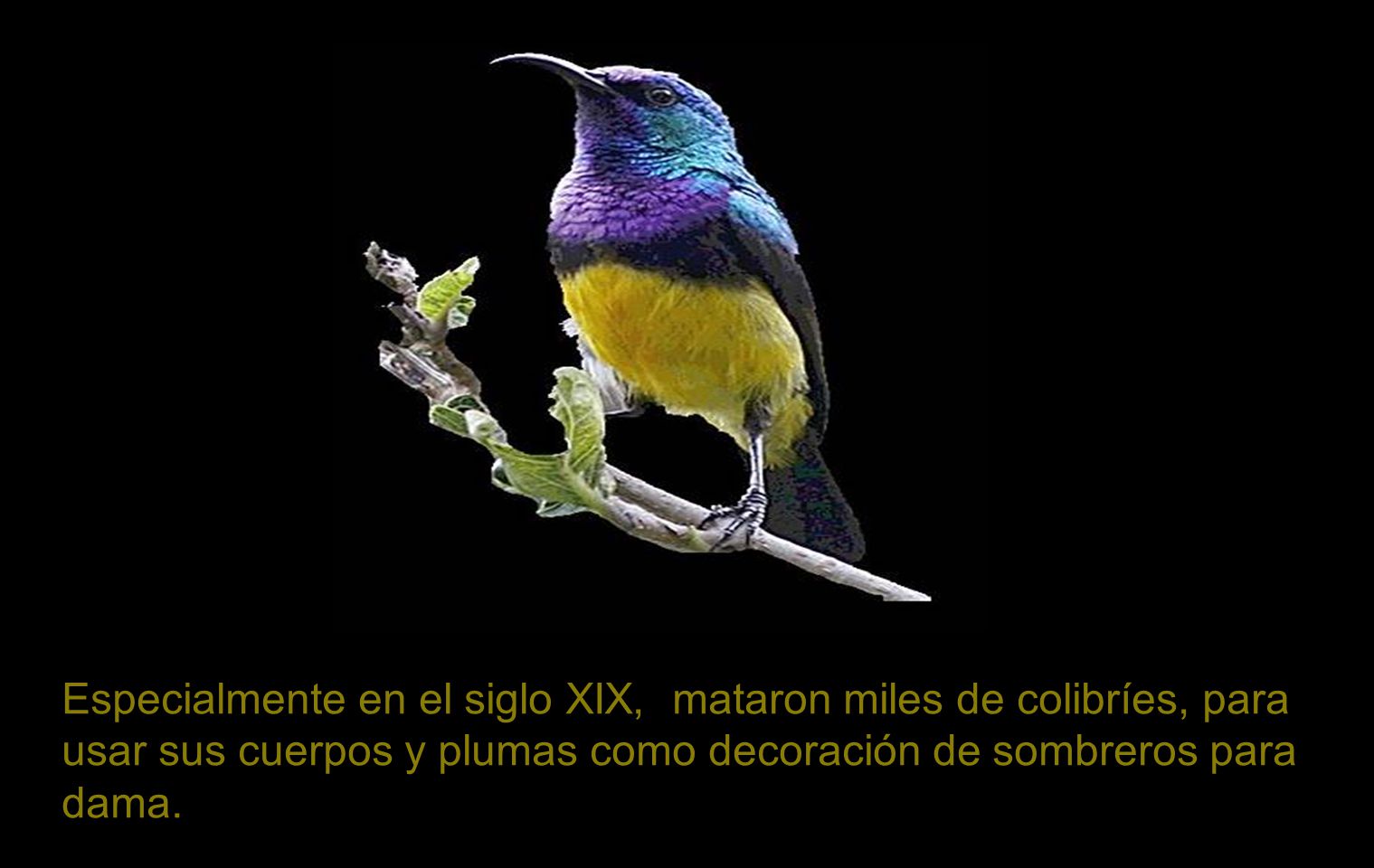 Especialmente en el siglo XIX, mataron miles de colibríes, para usar sus cuerpos y plumas como decoración de sombreros para dama.