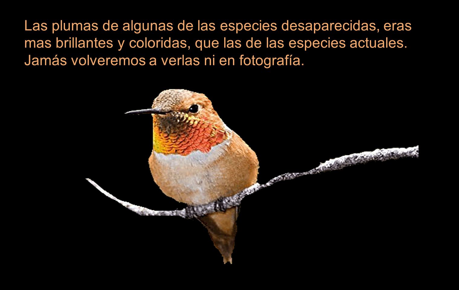 Las plumas de algunas de las especies desaparecidas, eras mas brillantes y coloridas, que las de las especies actuales.