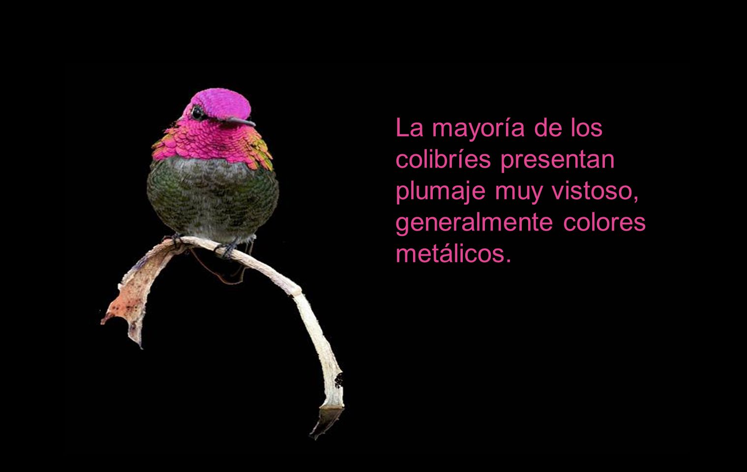 La mayoría de los colibríes presentan plumaje muy vistoso, generalmente colores metálicos.