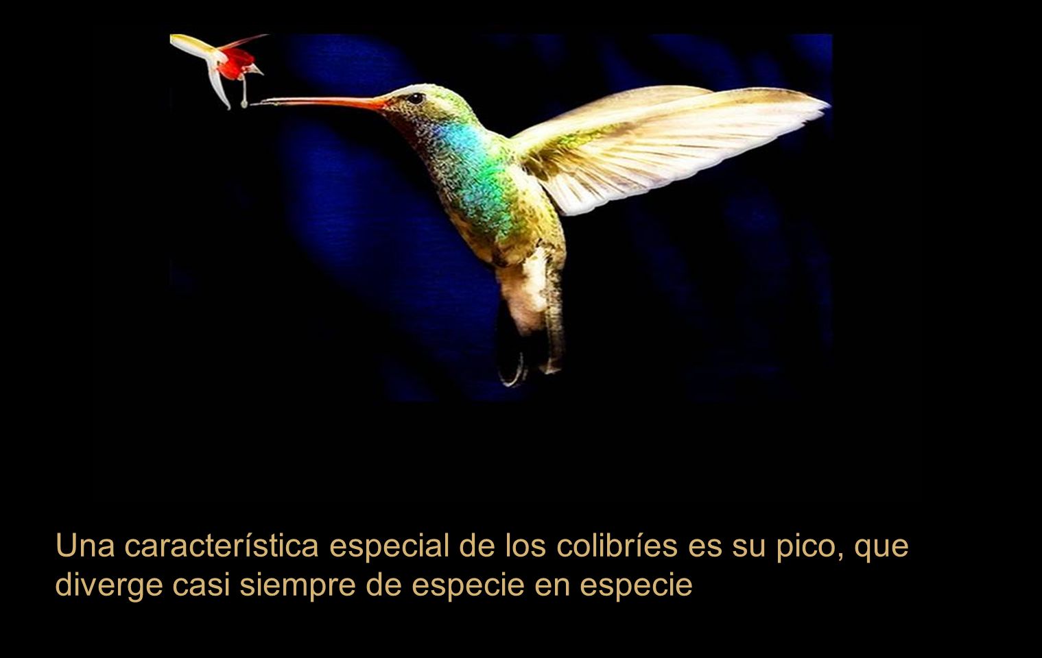 Una característica especial de los colibríes es su pico, que diverge casi siempre de especie en especie