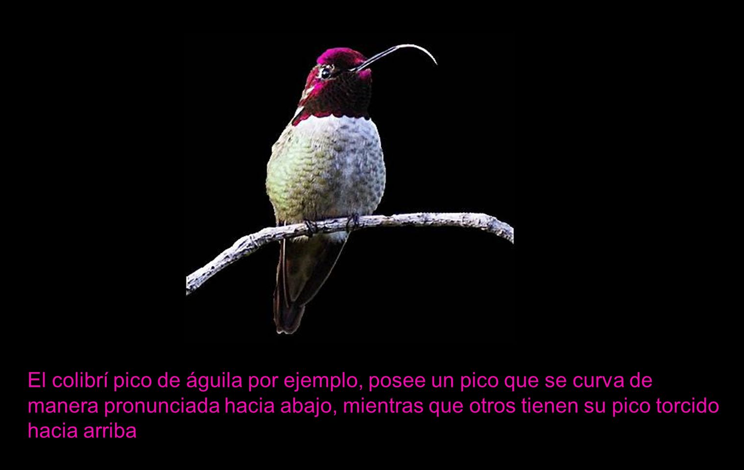 El colibrí pico de águila por ejemplo, posee un pico que se curva de manera pronunciada hacia abajo, mientras que otros tienen su pico torcido hacia arriba