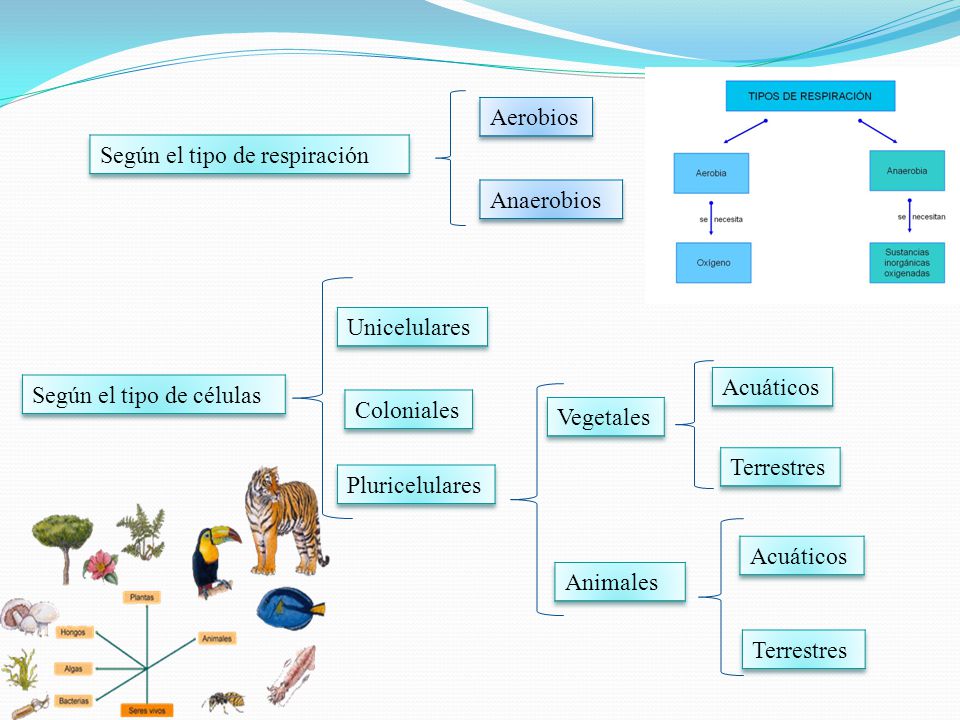 Aerobios Según el tipo de respiración. Anaerobios. Unicelulares. Acuáticos. Según el tipo de células.