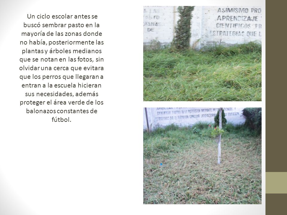 Un ciclo escolar antes se buscó sembrar pasto en la mayoría de las zonas donde no había, posteriormente las plantas y árboles medianos que se notan en las fotos, sin olvidar una cerca que evitara que los perros que llegaran a entran a la escuela hicieran sus necesidades, además proteger el área verde de los balonazos constantes de fútbol.