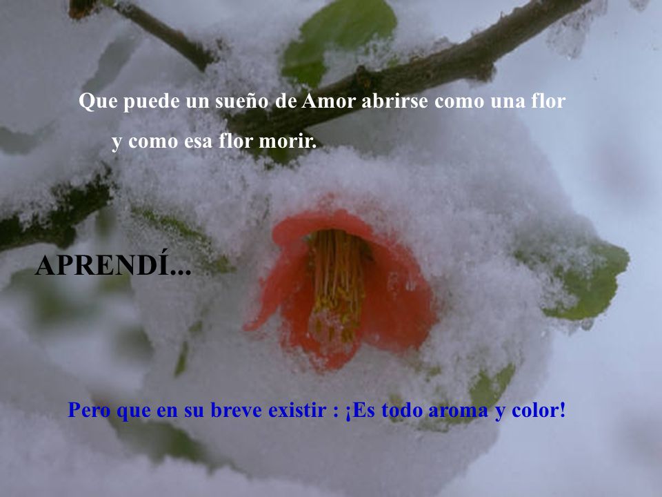 APRENDÍ... Que puede un sueño de Amor abrirse como una flor