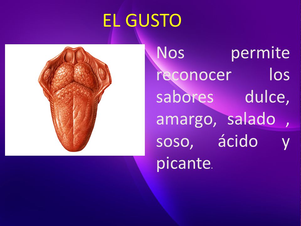 EL GUSTO Nos permite reconocer los sabores dulce, amargo, salado , soso, ácido y picante.
