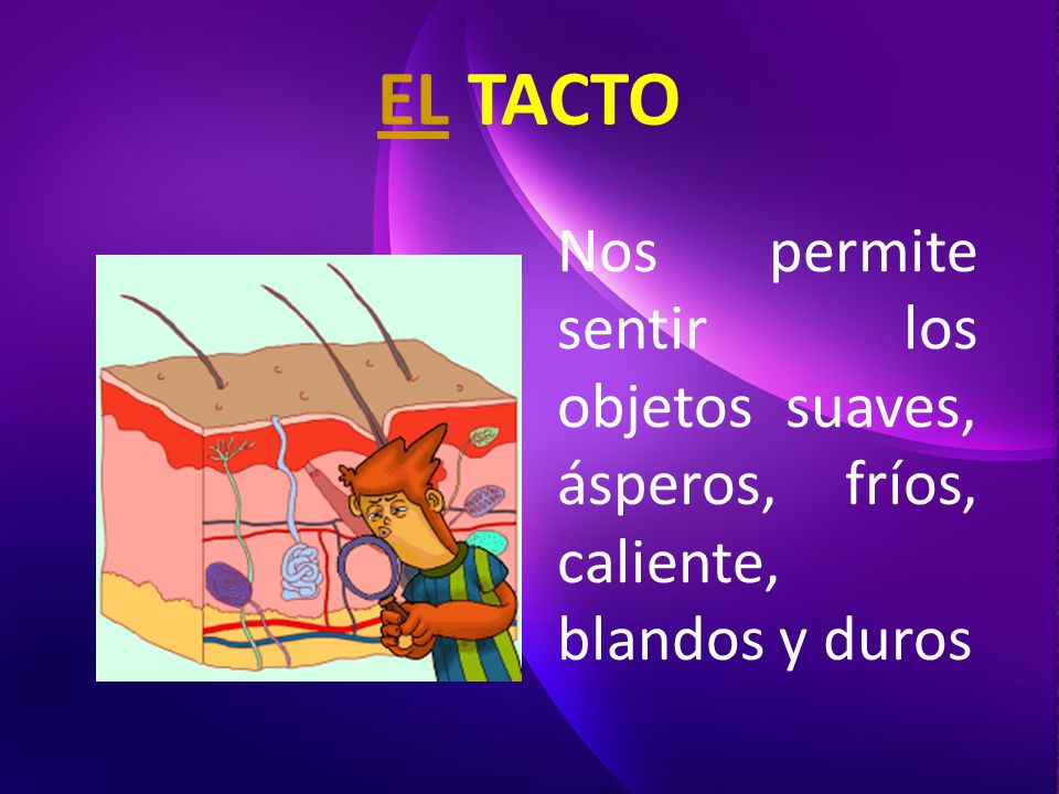 EL TACTO Nos permite sentir los objetos suaves, ásperos, fríos, caliente, blandos y duros