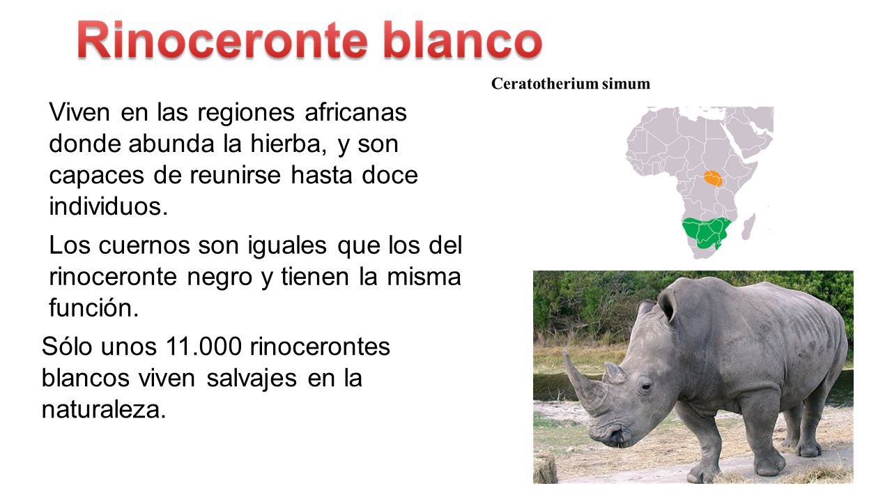 Viven en las regiones africanas donde abunda la hierba, y son capaces de reunirse hasta doce individuos.