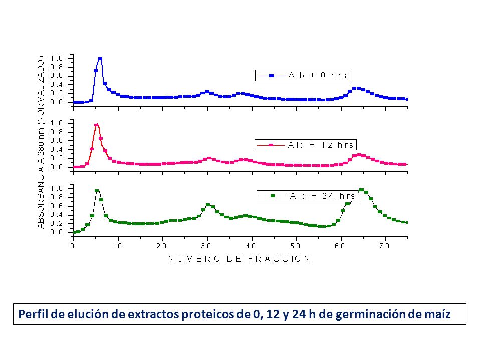 Perfil de elución de extractos proteicos de 0, 12 y 24 h de germinación de maíz
