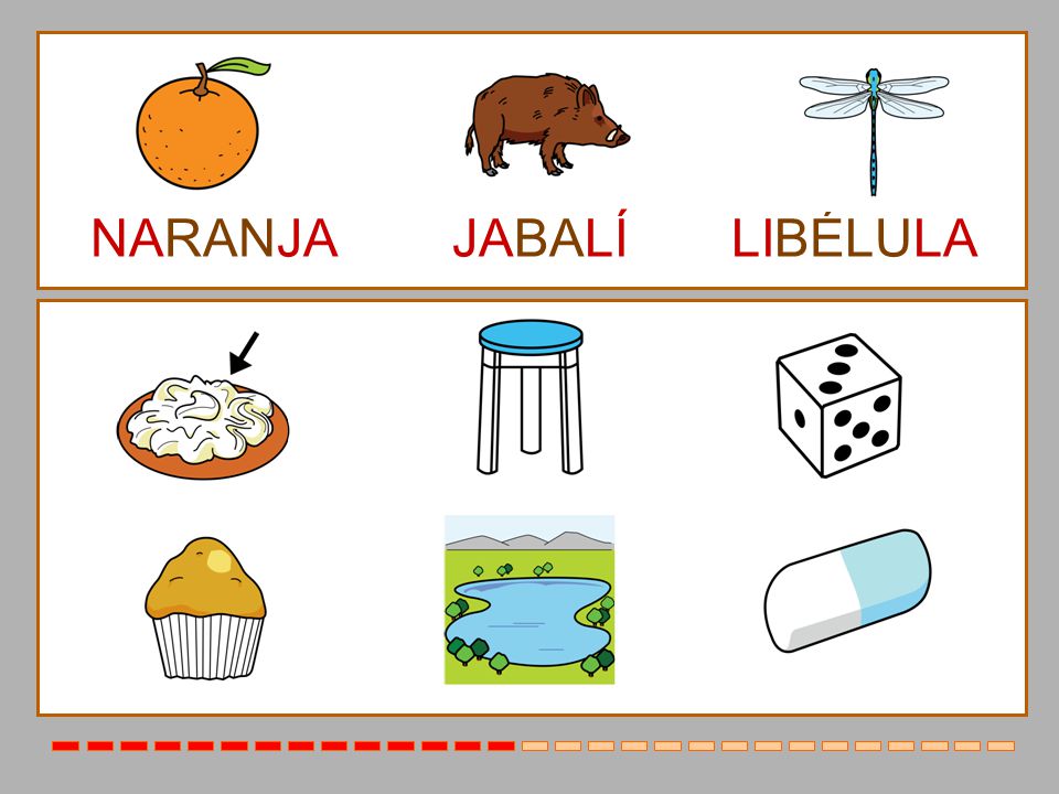 NARANJA JABALÍ LIBÉLULA