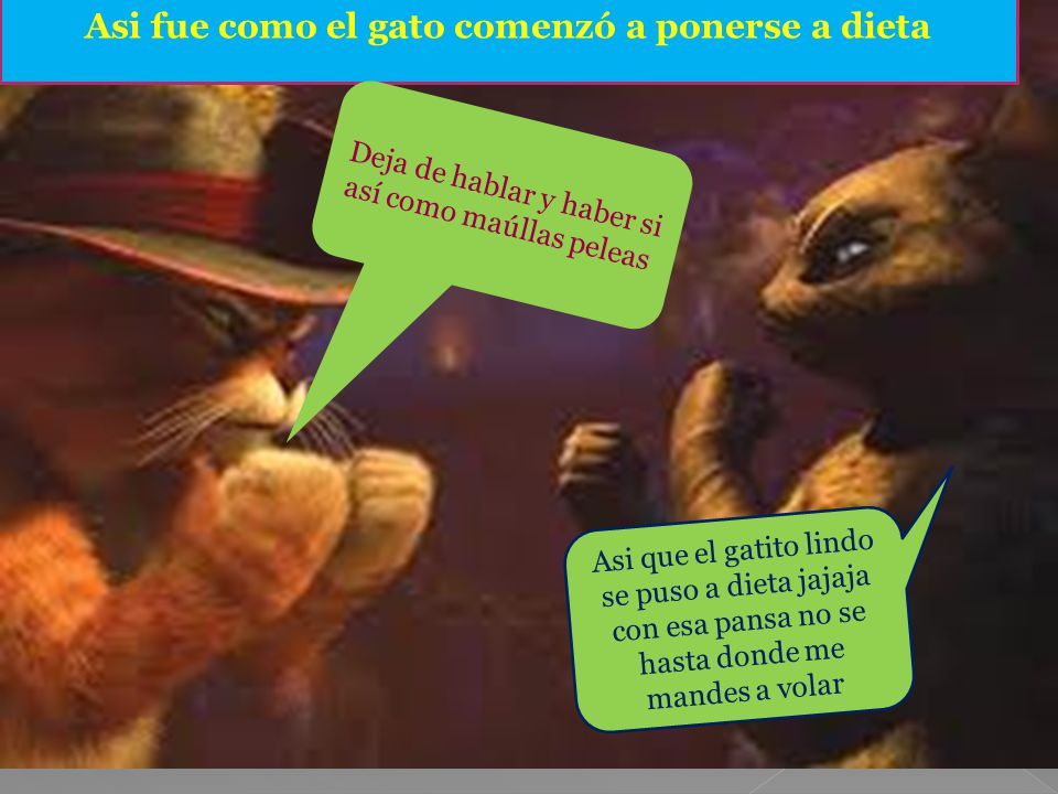 Asi fue como el gato comenzó a ponerse a dieta