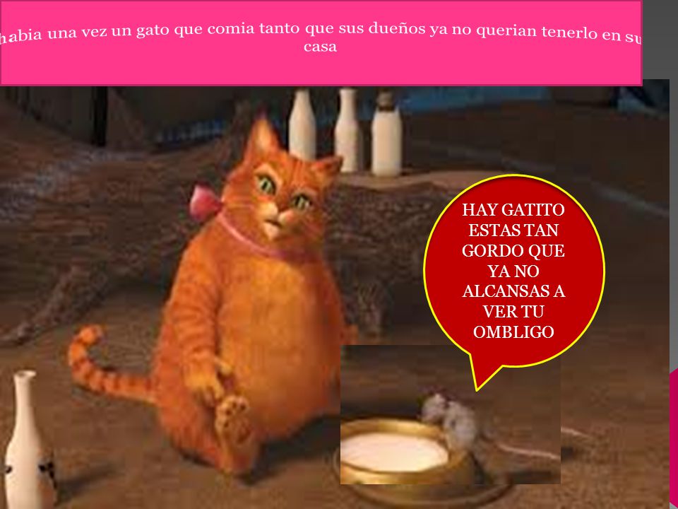 HAY GATITO ESTAS TAN GORDO QUE YA NO ALCANSAS A VER TU OMBLIGO
