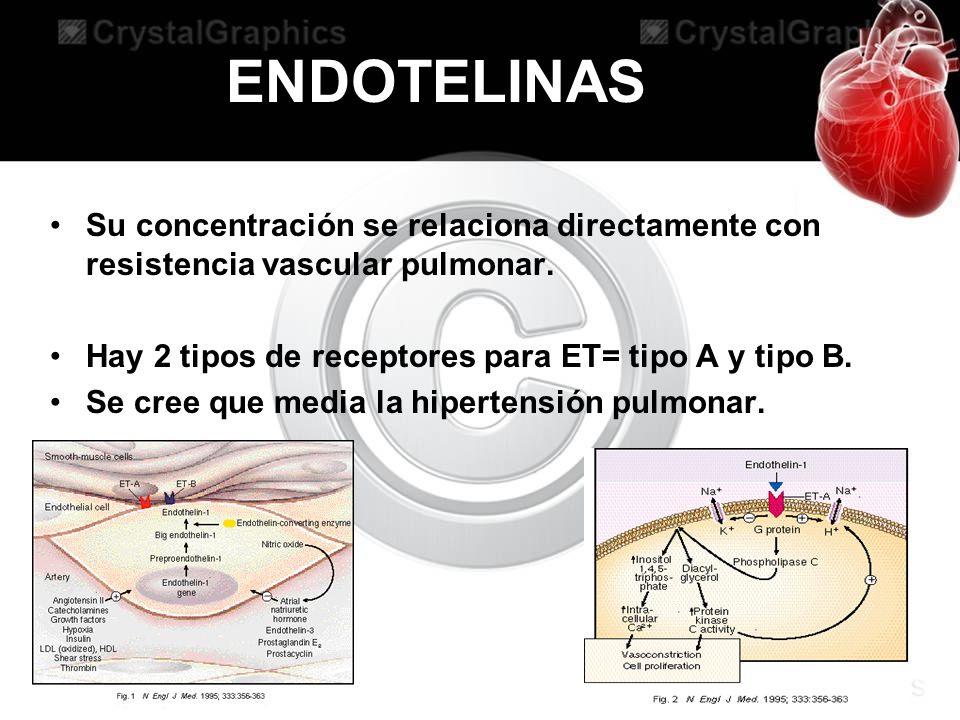 ENDOTELINAS Su concentración se relaciona directamente con resistencia vascular pulmonar. Hay 2 tipos de receptores para ET= tipo A y tipo B.