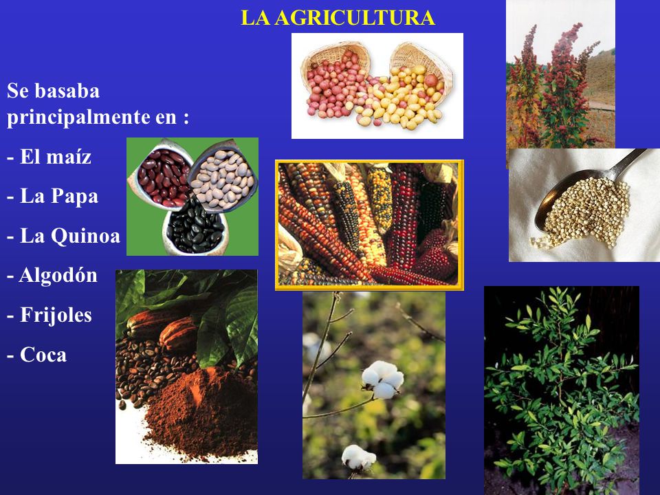 LA AGRICULTURA Se basaba principalmente en : - El maíz. - La Papa. - La Quinoa. - Algodón. - Frijoles.