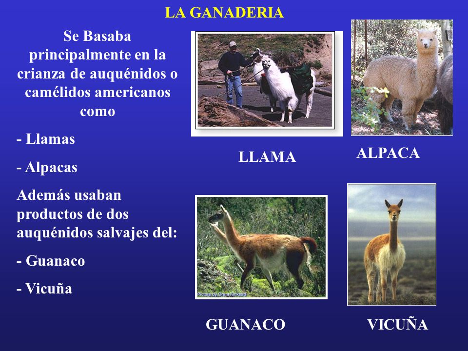 LA GANADERIA Se Basaba principalmente en la crianza de auquénidos o camélidos americanos como. - Llamas.