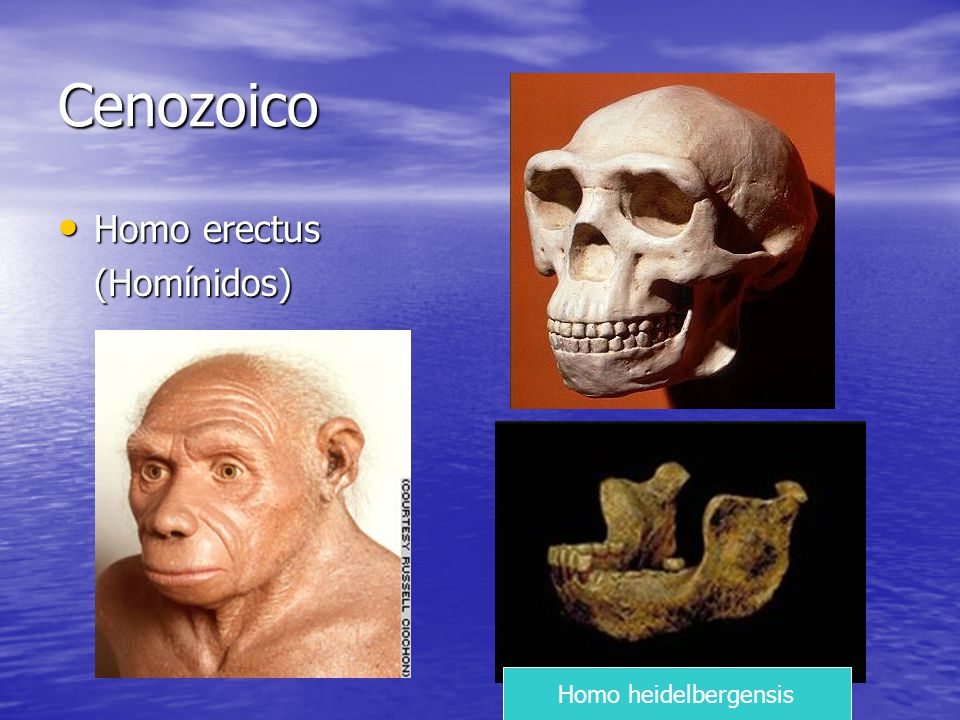 Cenozoico Homo erectus (Homínidos) Homo heidelbergensis
