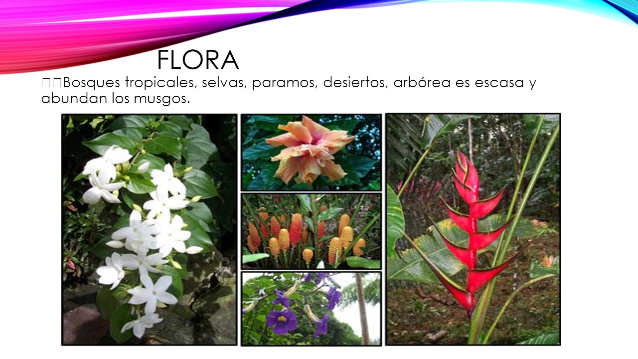 flora 💎Bosques tropicales, selvas, paramos, desiertos, arbórea es escasa y abundan los musgos.