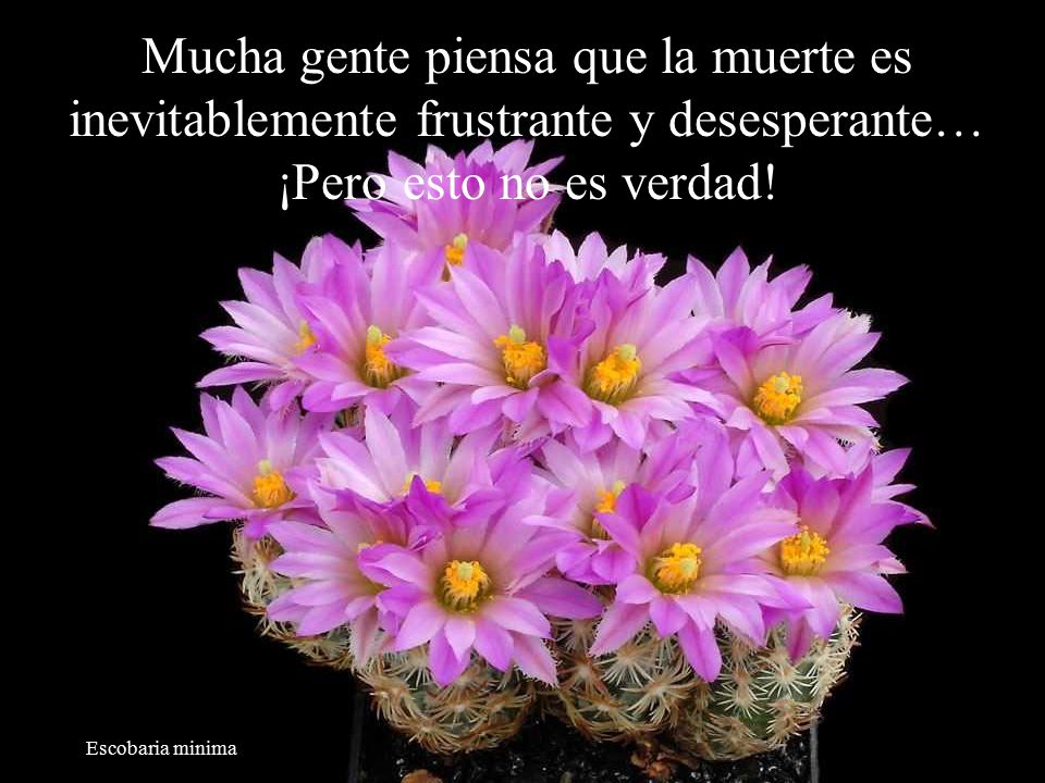 Mucha gente piensa que la muerte es inevitablemente frustrante y desesperante… ¡Pero esto no es verdad!