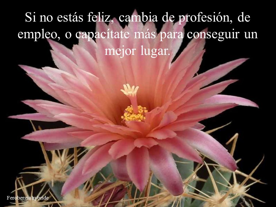 Si no estás feliz, cambia de profesión, de empleo, o capacítate más para conseguir un mejor lugar.