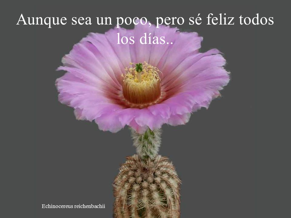 Aunque sea un poco, pero sé feliz todos los días..