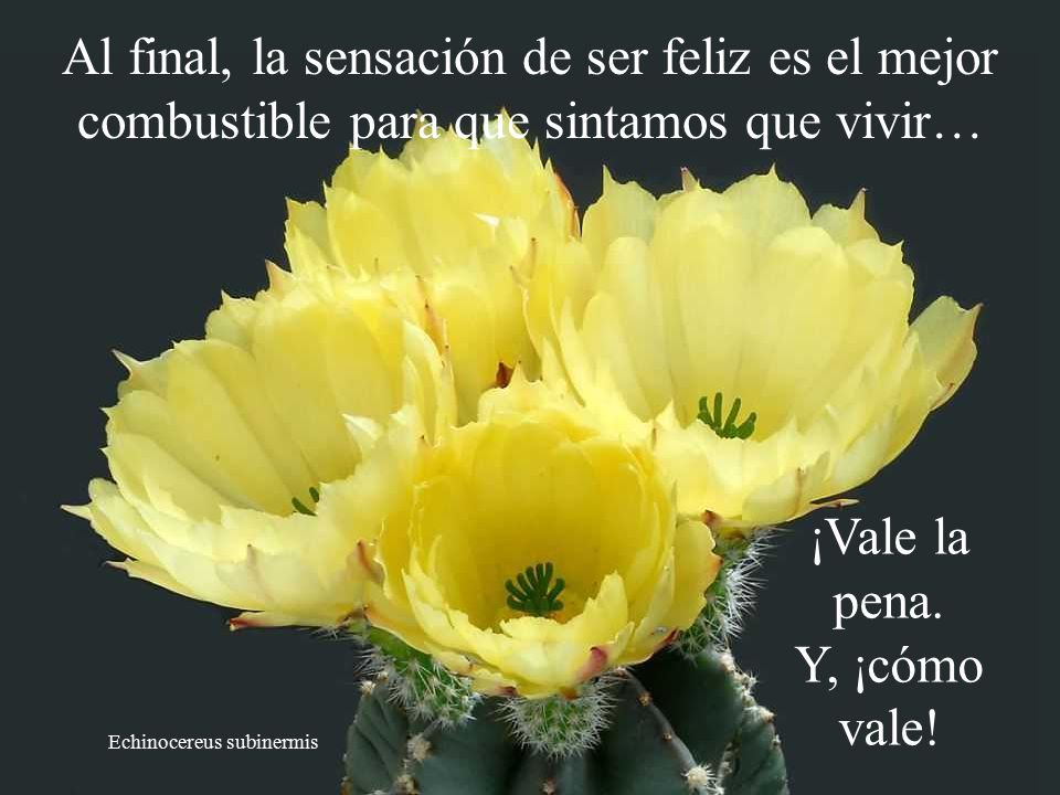 Al final, la sensación de ser feliz es el mejor combustible para que sintamos que vivir…