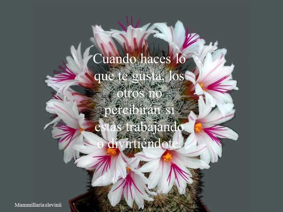 Cuando haces lo que te gusta, los otros no percibirán si estás trabajando o divirtiéndote.