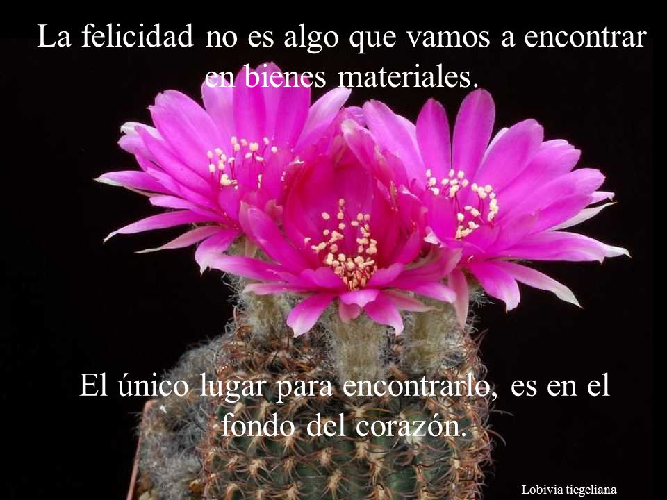 La felicidad no es algo que vamos a encontrar en bienes materiales.