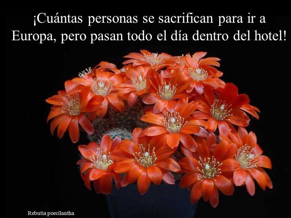 ¡Cuántas personas se sacrifican para ir a Europa, pero pasan todo el día dentro del hotel!