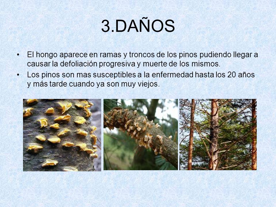 3.DAÑOS El hongo aparece en ramas y troncos de los pinos pudiendo llegar a causar la defoliación progresiva y muerte de los mismos.