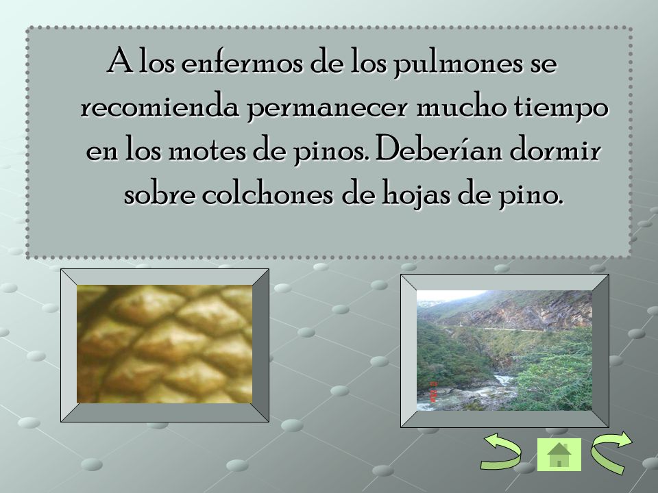 A los enfermos de los pulmones se recomienda permanecer mucho tiempo en los motes de pinos.
